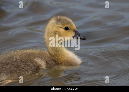 A Canada Goose (Branta canadensis) gosling on a pond. Stock Photo