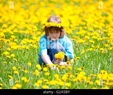 Boy with Blond Hair Picking Dandelions on a Meadow Stock Photo