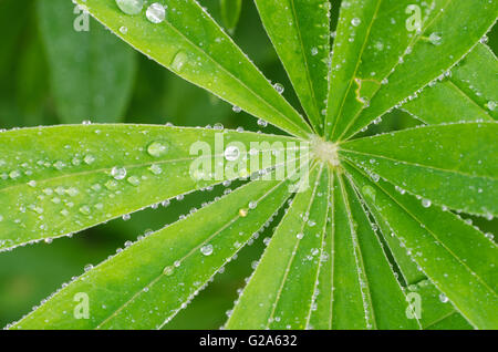 macro of water drops on green lupine leaves Stock Photo