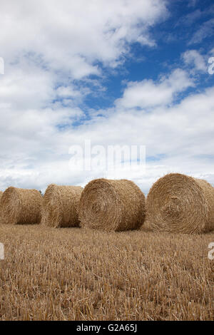 golden rye bales in mowed rye field Stock Photo - Alamy