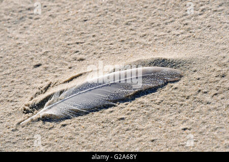 White feather with dew drops on the sandy beach beach, North Sea, Lower Saxony, Germany Stock Photo