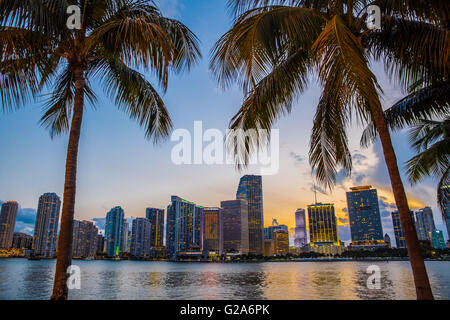 View of beautiful Miami Florida skyline at night seen through palm trees Stock Photo