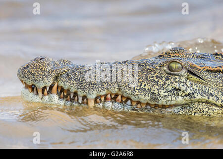 Nile Crocodile (Crocodylus niloticus), Zambezi river, southern Zambia Stock Photo