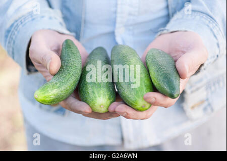 Man showing a bunch of organically grown cucumbers, Sweden Stock Photo