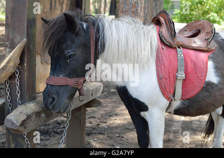Lovely black and white pony with saddle, resting Stock Photo