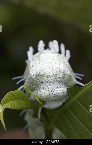 ATLAS MOTH, Attacus atlas Caterpillar close -up. Sanjay Gandhi National Park, Maharashtra, India Stock Photo
