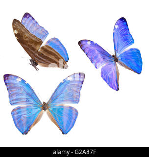morpho adonis blue butterfly Stock Photo