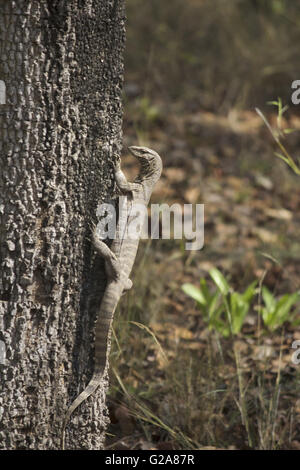 Bengal/ Common Indian Monitor, Varanus bengalensis Stock Photo