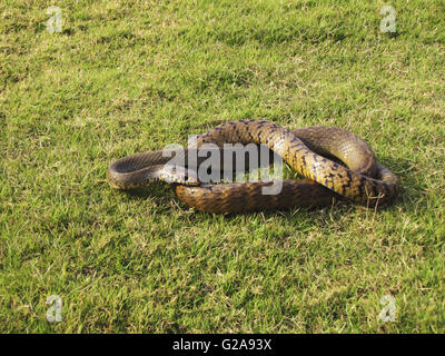 Indian Rat Snake, Ptyas Mucosa. Bhimashankar Wildlife Sanctuary, Maharashtra, India Stock Photo