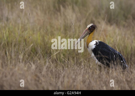 Lesser adjutant Stork, Leptoptilos javanicus . Bandhavgarh Tiger Reserve, Madhya Pradesh, India Stock Photo