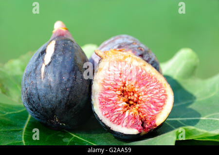 Three Figs on fig leaf in the field Stock Photo