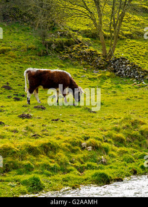 Cattle grazing on farmland next to the River Bradford in Youlgreave in the Peak District National Park Derbyshire Dales England Stock Photo