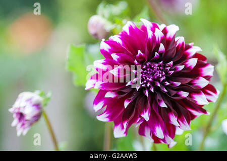 Purple and white Dahlia flower in full bloom closeup