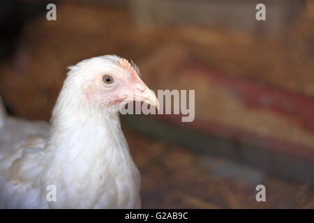 Young Leghorn hen closeup portrait Stock Photo