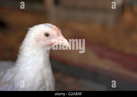 Young Leghorn hen closeup portrait Stock Photo