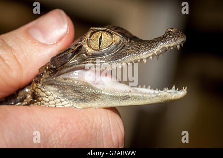 A baby caiman, an alligatorid crocodilian caimaninae, at the RSPCA Rescue Centre in Brighton. Stock Photo