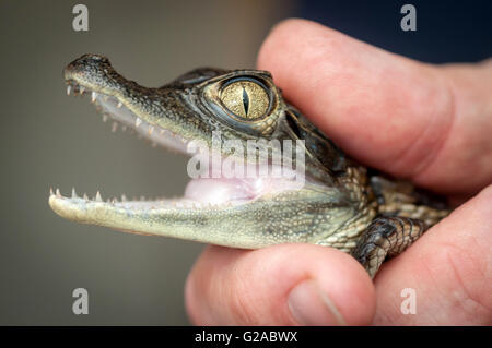 A baby caiman, an alligatorid crocodilian caimaninae, at the RSPCA Rescue Centre in Brighton. Stock Photo