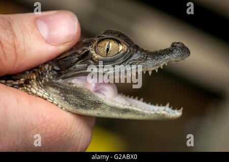 A baby caiman, an alligatorid crocodilian caimaninae, at the RSPCA Rescue Centre in Brighton. Stock Photo