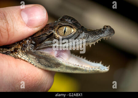 A baby caiman, an alligatorid crocodilian caimaninae, at the RSPCA Rescue Centre in Brighton. Stock Photo