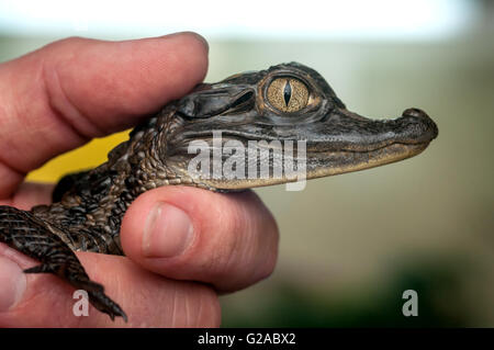 A baby caiman, an alligatorid crocodilian caimaninae, at the RSPCA Rescue Centre in Brighton. Stock Photo