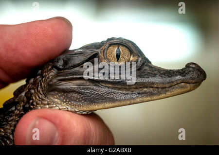 A baby caiman, an alligatorid crocodilian caimaninae, at the RSPCA Rescue Centre in Brighton. Stock Photo