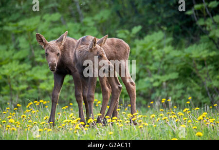 Twin moose calves standing in dandelions Stock Photo