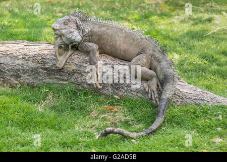 Iguana at Iguanas park, a touristic attraction located in the downtown of Guayaquil, Ecuador Stock Photo