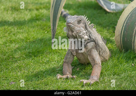 Iguana at Iguanas park, a touristic attraction located in the downtown of Guayaquil, Ecuador Stock Photo