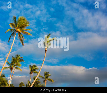Dominican Republic, Palm trees against cloudy sky Stock Photo