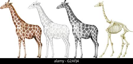 Giraffe and bone structure Stock Vector Image & Art - Alamy
