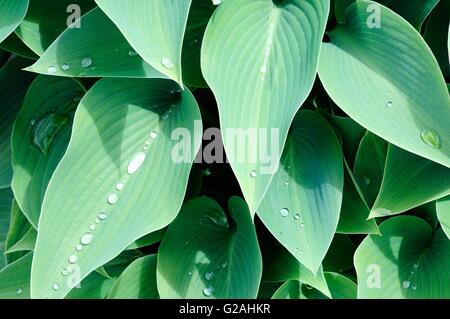 raindrops on green Hosta leaves Hosta x tardiana Halcyon Stock Photo