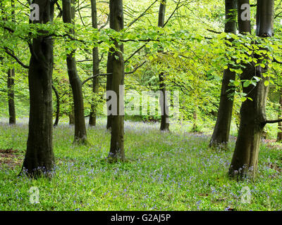 Middleton Woods in Late Spring Ilkley West Yorkshire England Stock Photo