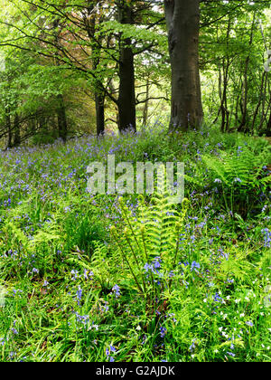 Ferns taking over from Bluebells in Late Spring in Middleton Woods Ilkley West Yorkshire England Stock Photo