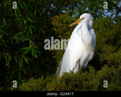 Great Egret in Tree Stock Photo