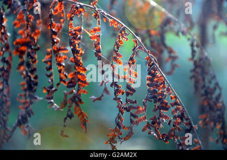 Dried and dying Maidenhair fern leaves catching the sunlight Stock Photo