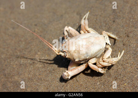 Masked Crab Corystes cassivelaunus Stock Photo