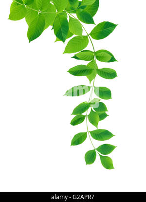 Nice border made from green leaves on white background Stock Photo