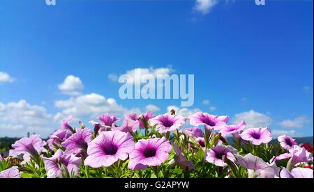 Purple petunia flowers in bloom against blue sky with clouds Stock Photo