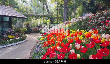 Woman working in garden with colorful blooming flowers Stock Photo