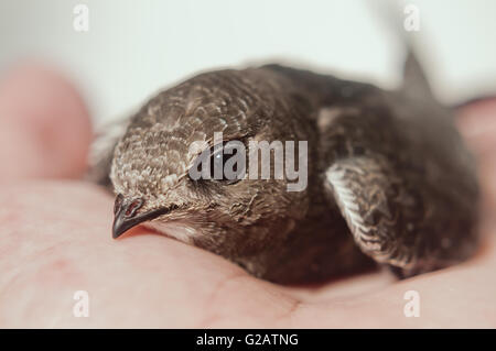 young common swift on the palm of the hand Stock Photo