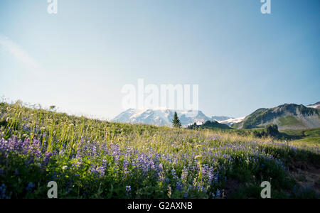 Wonderful wild flower lands in Mt Rainier,USA Stock Photo