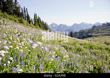 Wild flowers paradise,Mt Rainier national park,USA Stock Photo