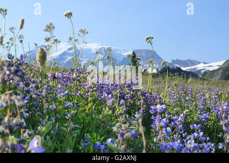 Wonderful wild flower in Summer,Mt Rainier National park.USA Stock Photo