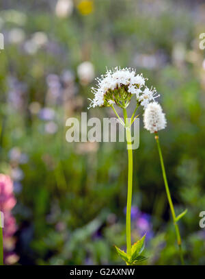 Sitka Valerian and American Bistort in Mt Rainier,USA Stock Photo