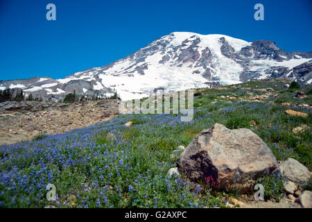 Snow caped top of the Mt Rainier. Paradise point Stock Photo