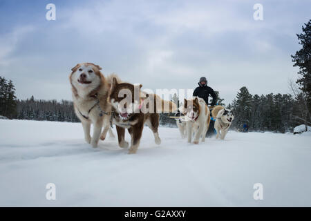 DOGSLEDDING BWCA, NORTHERN MINNESOTA Stock Photo