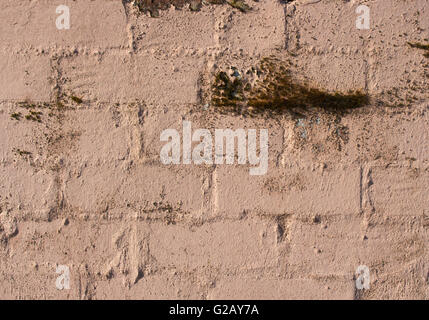 Lichen growing on an old pale pink painted clay brick wall adds a touch of grunge, ideal for rustic backgrounds or wallpapers. Stock Photo