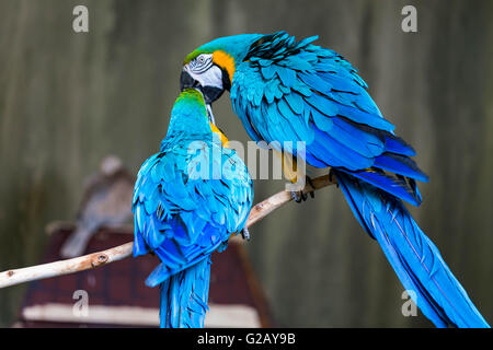 A couple of loving macaws Stock Photo