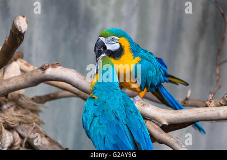 A couple of loving macaws Stock Photo