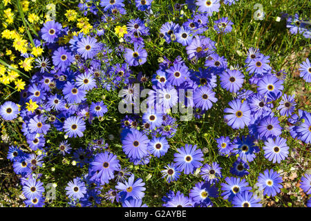 Blue flowers of annual herb West Australian wildflower Brachyscome ...